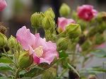 20081001msg045.jpg