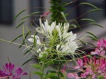 20081001msg046.jpg