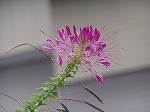 20081001msg047.jpg