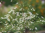 20081001msg049.jpg