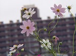 20081001msg050.jpg