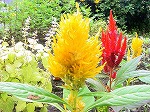 20081014msg034.jpg
