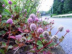 20081014msg037.jpg