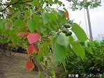 20081014msg055.jpg