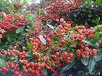 20081014msg078.jpg
