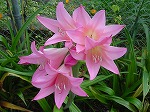 20081014msg097.jpg