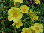 20081014msg098.jpg