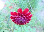 20081014msg099.jpg