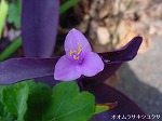 20081014msg103.jpg