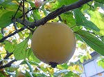 20081014msg104.jpg