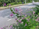 20081014msg107.jpg