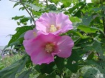 20081014msg109.jpg