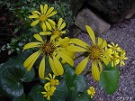 20081026kmg037.jpg