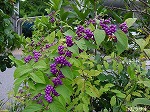 20081026kmg060.jpg