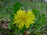 20081026kmg065.jpg