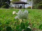 20081027kmg016.jpg