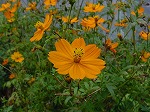 20081027kmg035.jpg