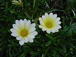 20081027kmg036.jpg