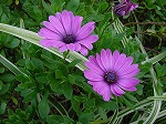 20081027kmg037.jpg