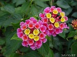 20081027kmg038.jpg