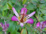 20081027kmg045.jpg