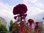 20081027kmg049.jpg