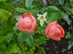 20081027kmg053.jpg