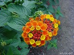 20081027kmg054.jpg