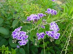 20081027kmg058.jpg