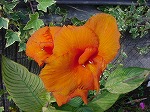 20081027kmg060.jpg