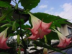 20081027kmg062.jpg