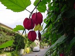 20081027kmg074.jpg