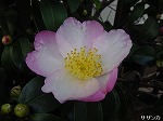 20081027kmg077.jpg