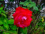 20081103msg003.jpg