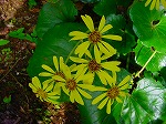 20081103msg005.jpg