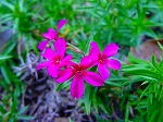 20081103msg006.jpg