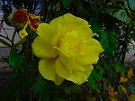20081103msg007.jpg