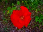 20081103msg008.jpg