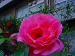 20081103msg009.jpg