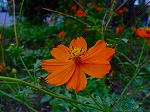 20081103msg010.jpg