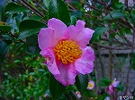 20081103msg011.jpg