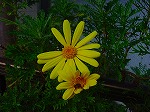 20081103msg014.jpg