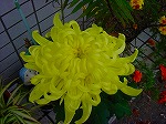 20081103msg018.jpg