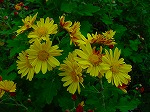 20081103msg019.jpg
