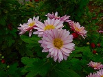 20081103msg020.jpg