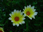 20081103msg021.jpg