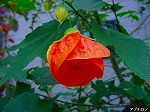 20081103msg023.jpg