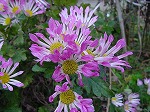 20081111msg031.jpg