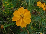 20081111msg034.jpg