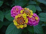 20081111msg037.jpg